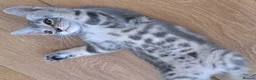 Russian Blue cats for sale: 🐾 Stunning 9 weeks Russian Blue X Tabby Kittens - Advert 22