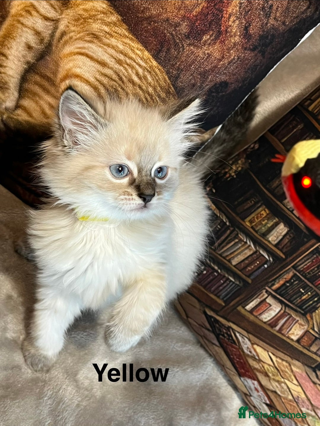 Ragdoll cats for sale: ❤️Amazing Pure Ragdoll Girls Waiting Loving Family - Advert 26