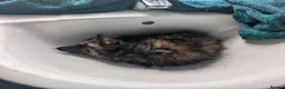 Mixed Breed cats for sale: Beautiful mixed breed kittens - Advert 11