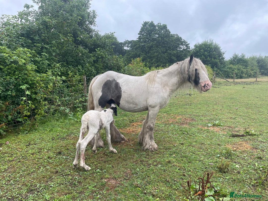 Irish Cob horses for sale: Traditional Cob & Filly Foal at Foot - Image 4