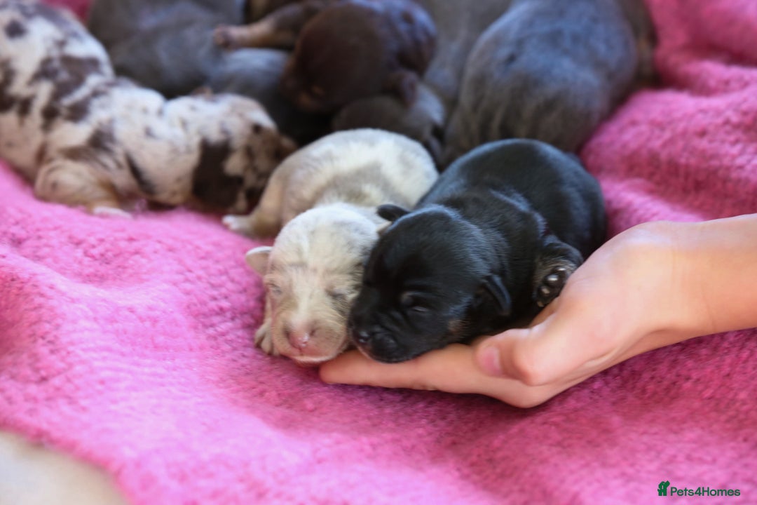 Jack Russell dogs for sale: Outstanding colourful Jack Russel puppies  - Image 4
