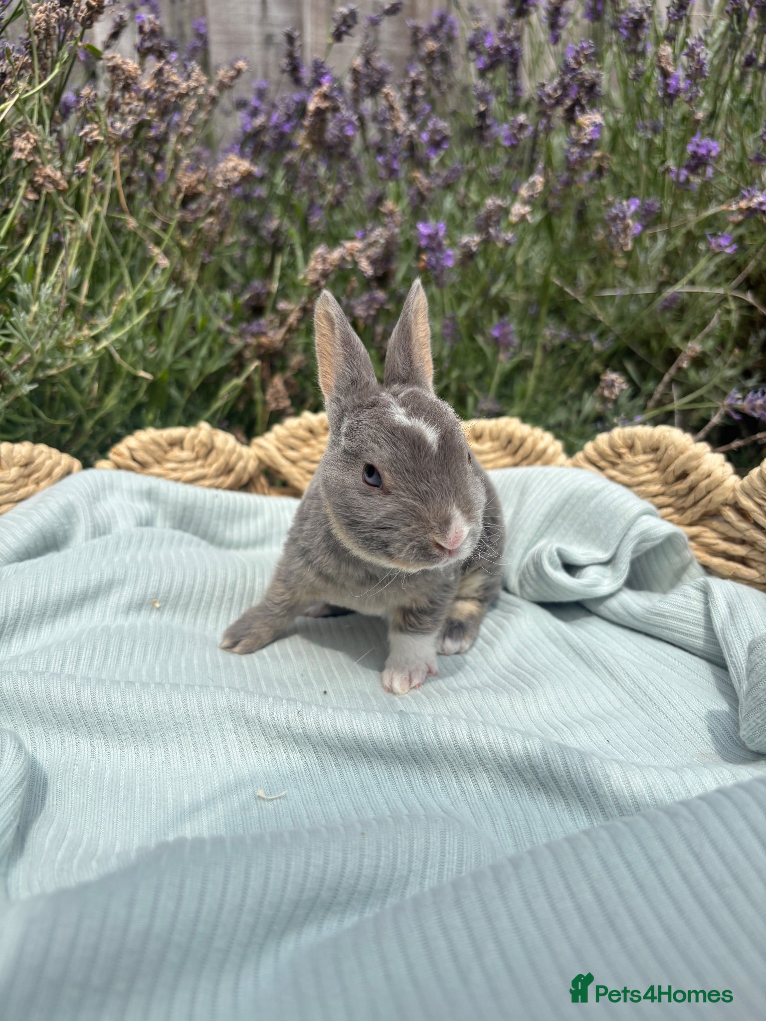 Rex rabbits Stunning mini Rex ready to reserve 🫶🏻 - Advert 1