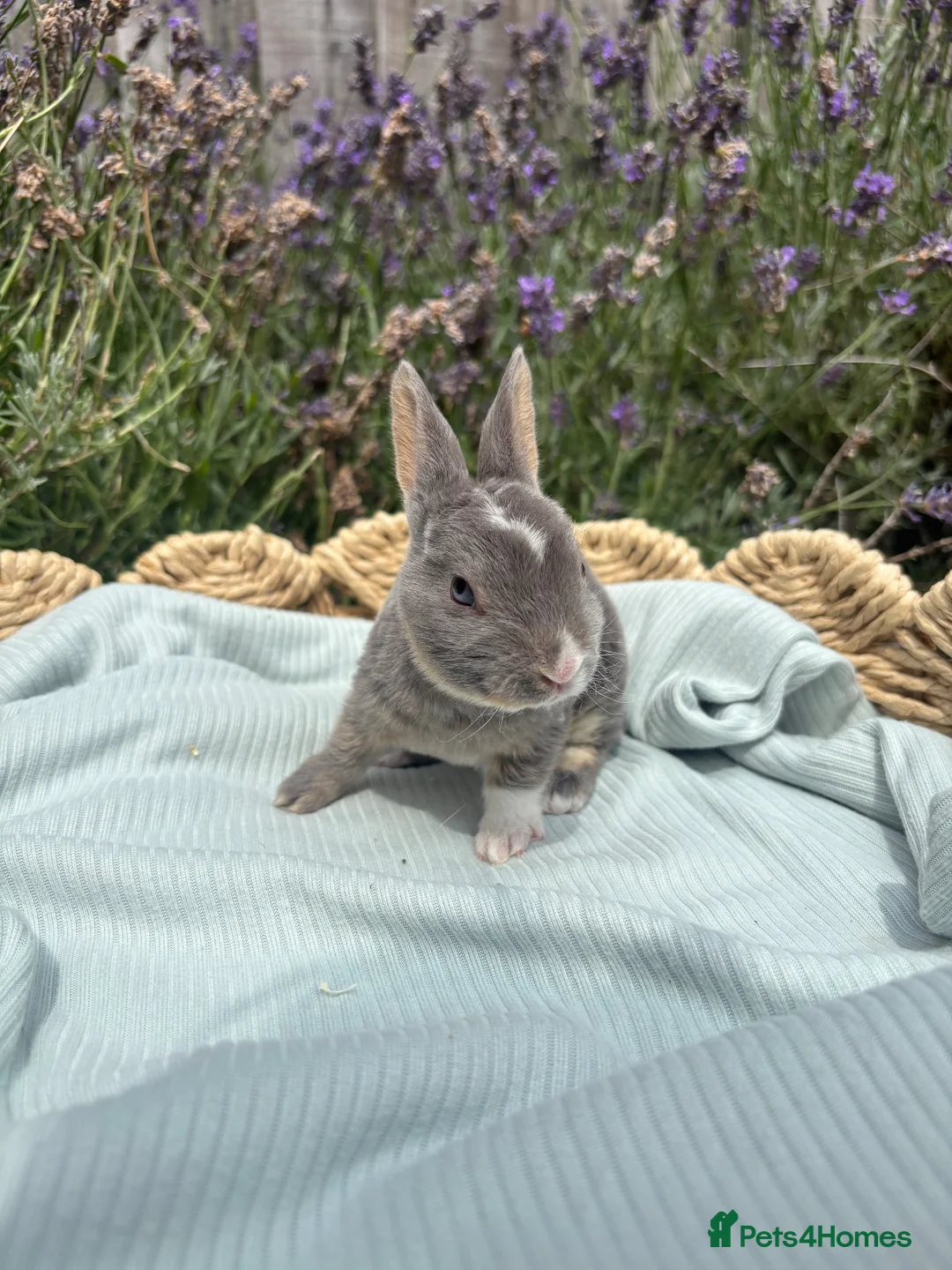 Rex rabbits for sale: Stunning mini Rex ready to reserve 🫶🏻 - Advert 1