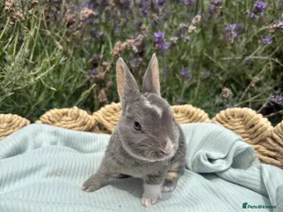 Rex rabbits Stunning mini Rex ready to reserve 🫶🏻 - Advert 4