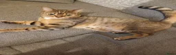 Bengal cats for sale: 2 Bengal sisters  - Advert 1