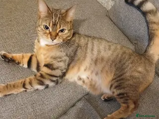 Bengal cats 2 Bengal sisters - Advert 1