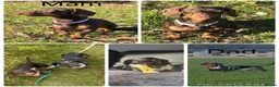 Miniature Dachshund dogs for sale: 3 stunning miniature dachshunds  - Advert 7