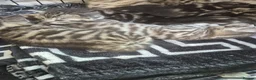 Mixed Breed cats for sale: Mixed bengal - Advert 6