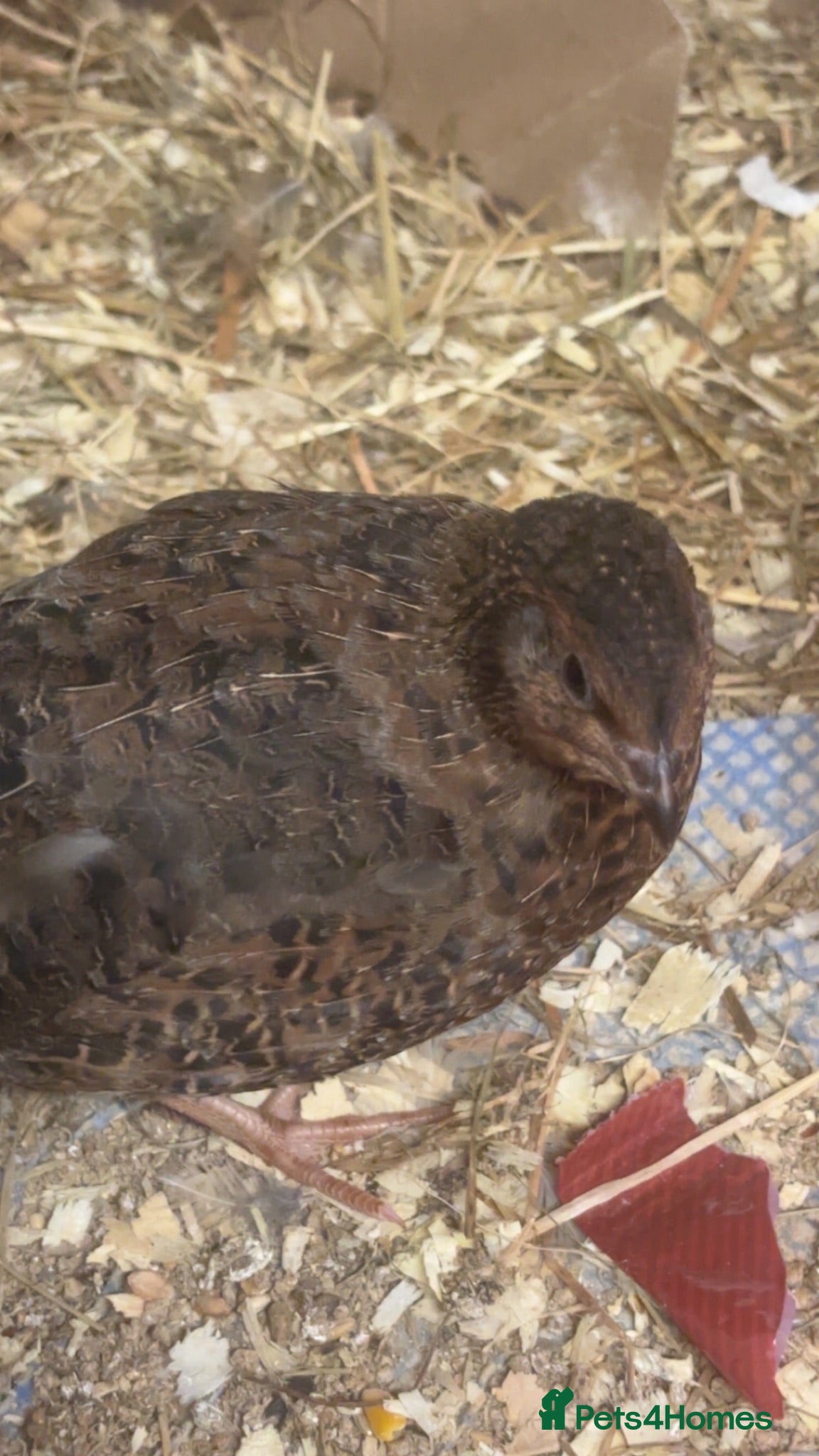 Quail poultry Male Quails ready to leave  - Advert 2