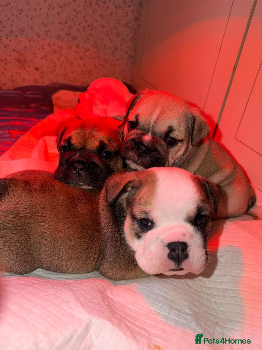 English Bulldog dogs for sale: English Bulldog Puppies Coloured  - Advert 37