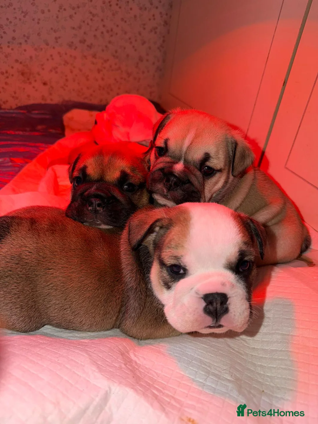 English Bulldog dogs for sale: English Bulldog Puppies Rare Coloured Ready now! - Advert 40