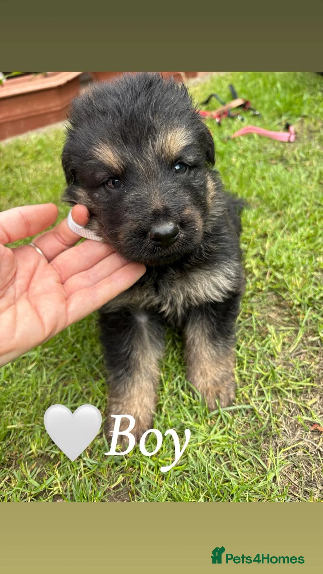 German Shepherd dogs for sale: 10 beautiful German shepherd pups. - Advert 2