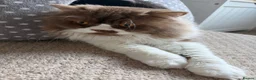 British Longhair cats for stud: Champion line BLH stud - Advert 5
