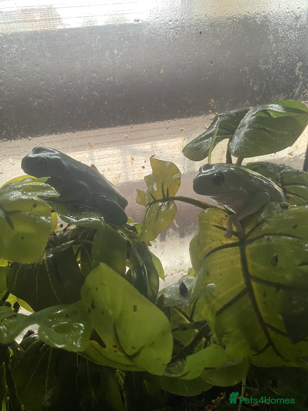 Frog reptiles for sale: Green tree frogs - Advert 2