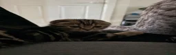 Scottish Fold cats for sale: British Shorthair for Sale  - Advert 2