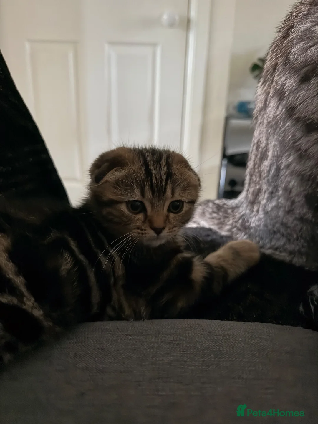 Scottish Fold cats for sale: British Shorthair for Sale  - Advert 2