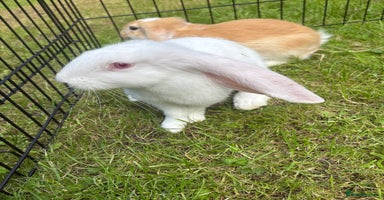 French Lop rabbits - Advert 6