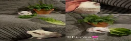 Guinea Pig rodents for sale: Baby guinea pigs for sale - Advert 3