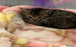 Mixed Breed cats for sale: Exotic cross kittens  - Image 4