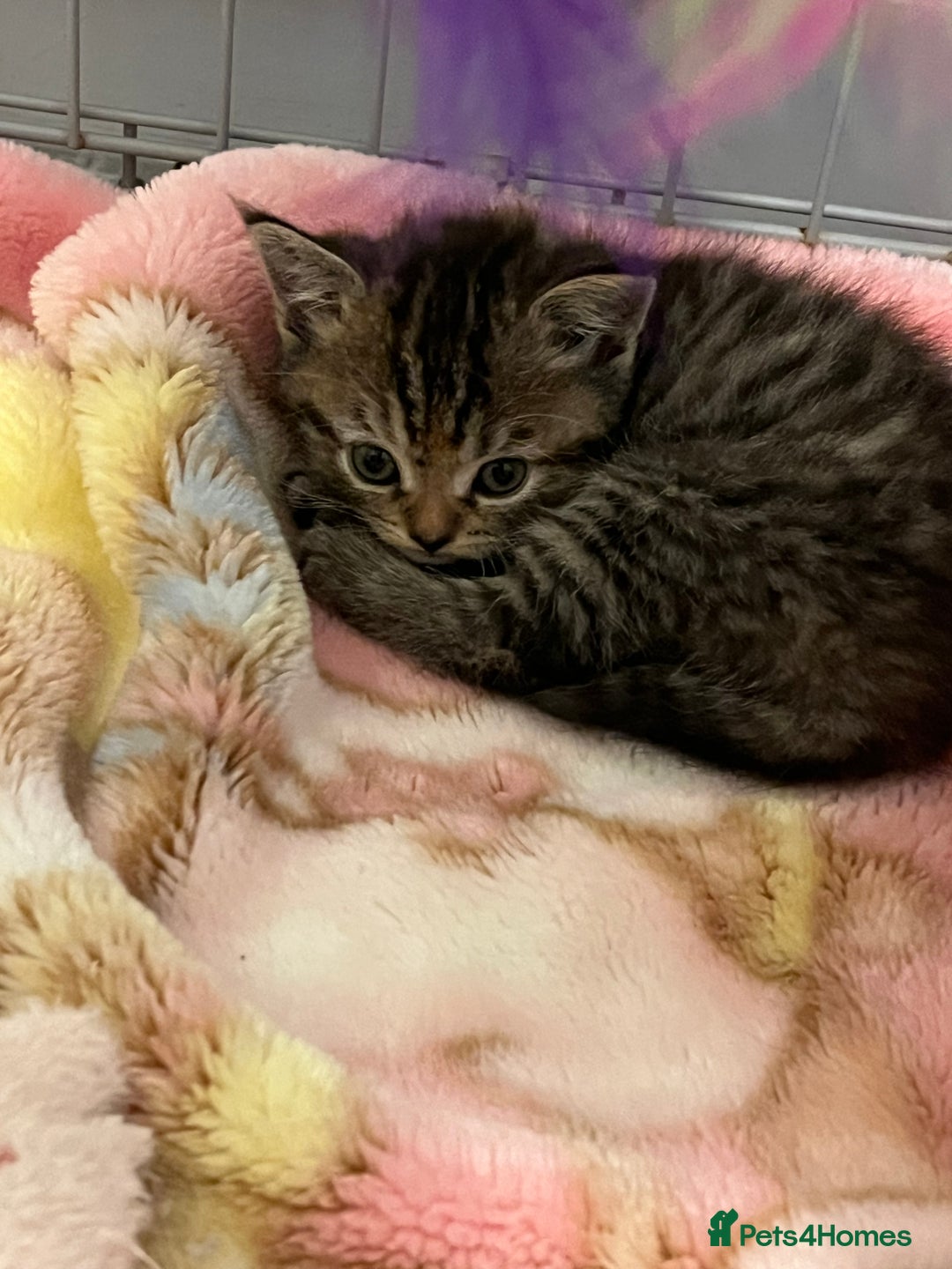 Mixed Breed cats for sale: Exotic cross kittens  - Image 4