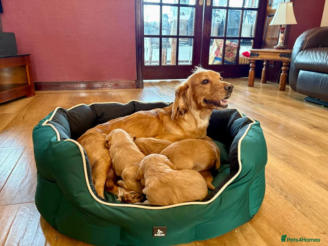 Cocker Spaniel dogs for sale: KC Registered Working Cocker Spaniel Puppies  - Advert 9