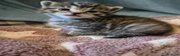 Mixed Breed cats for sale: Stunning Mixed breed kittens for sale! - Advert 16