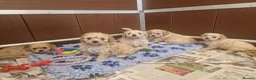 Cavachon dogs for sale: ✨️STUNNING HEALTH TESTED CREAM F1 CAVACHONS✨️ - Advert 6