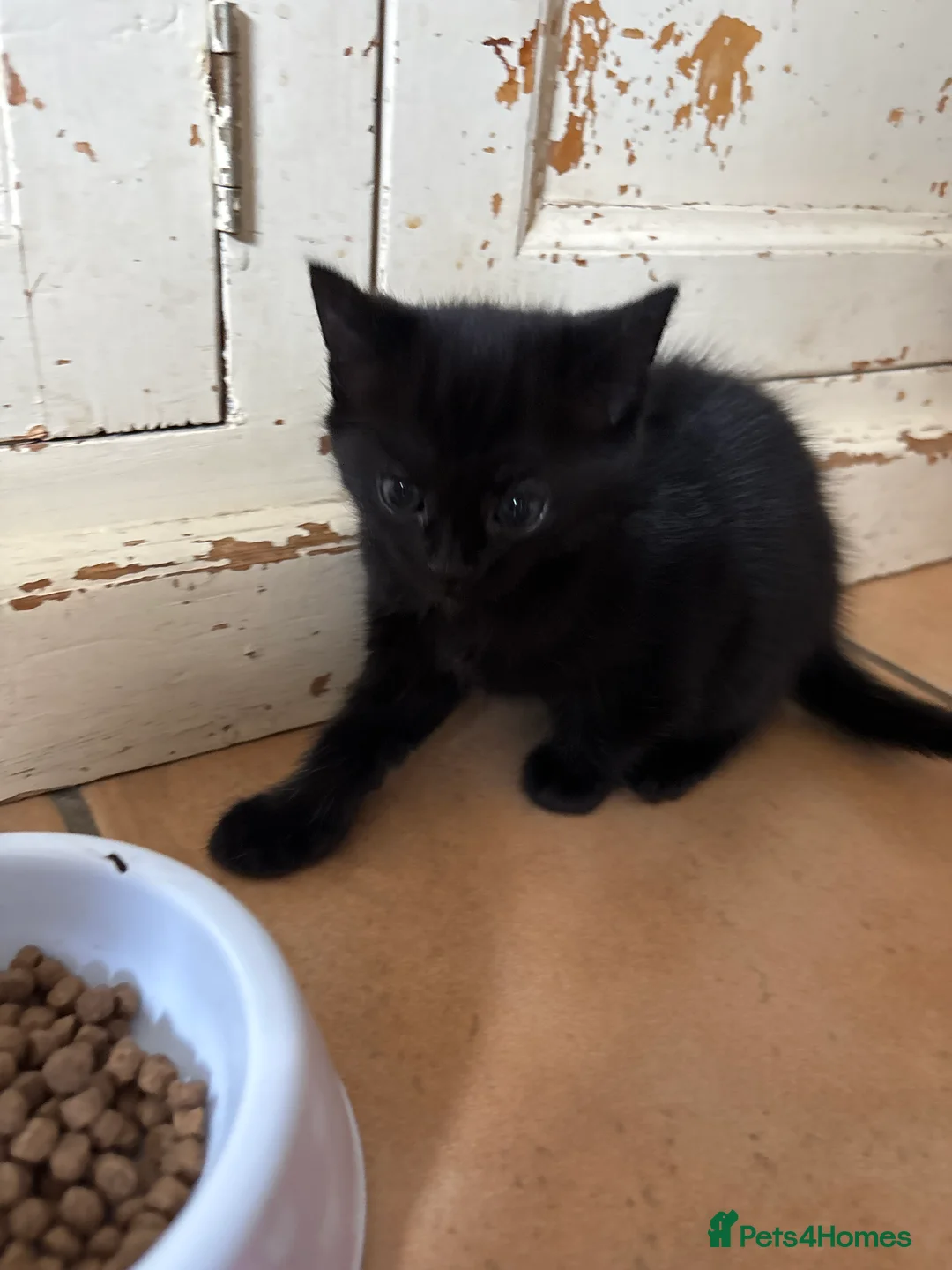 Mixed Breed cats for sale: Beautiful kittens looking for homes. - Advert 2