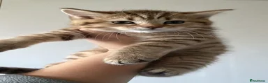Scottish Fold 1
