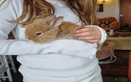 Lionhead rabbits for sale: Lionhead buck  - Image 4