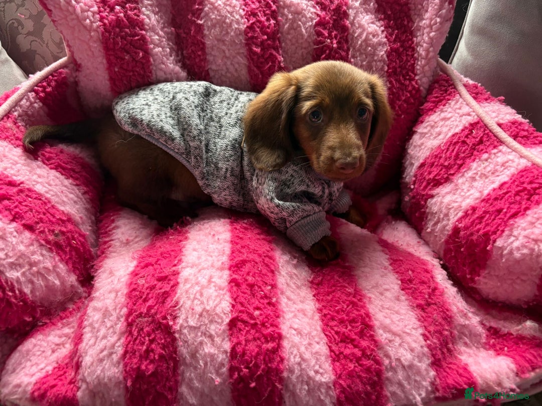 Miniature Dachshund dogs for sale: Stunning minature dachshund puppies - Image 32