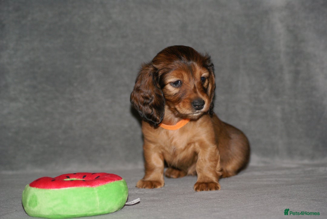 Miniature Dachshund dogs for sale: KC Registered Miniature Longhaired Dachshunds - Advert 3