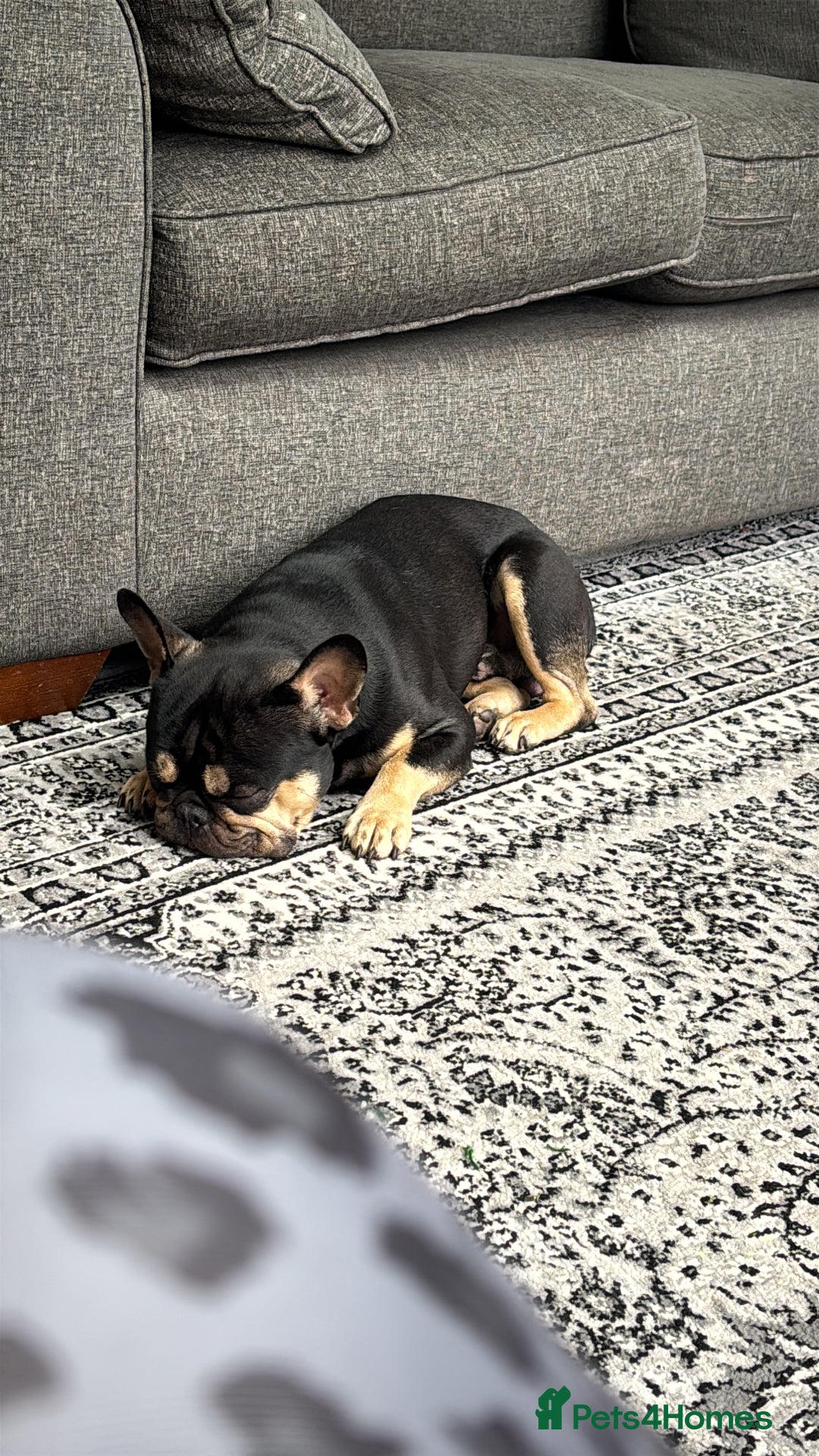 French Bulldog dogs for sale: Pasha  - Image 4