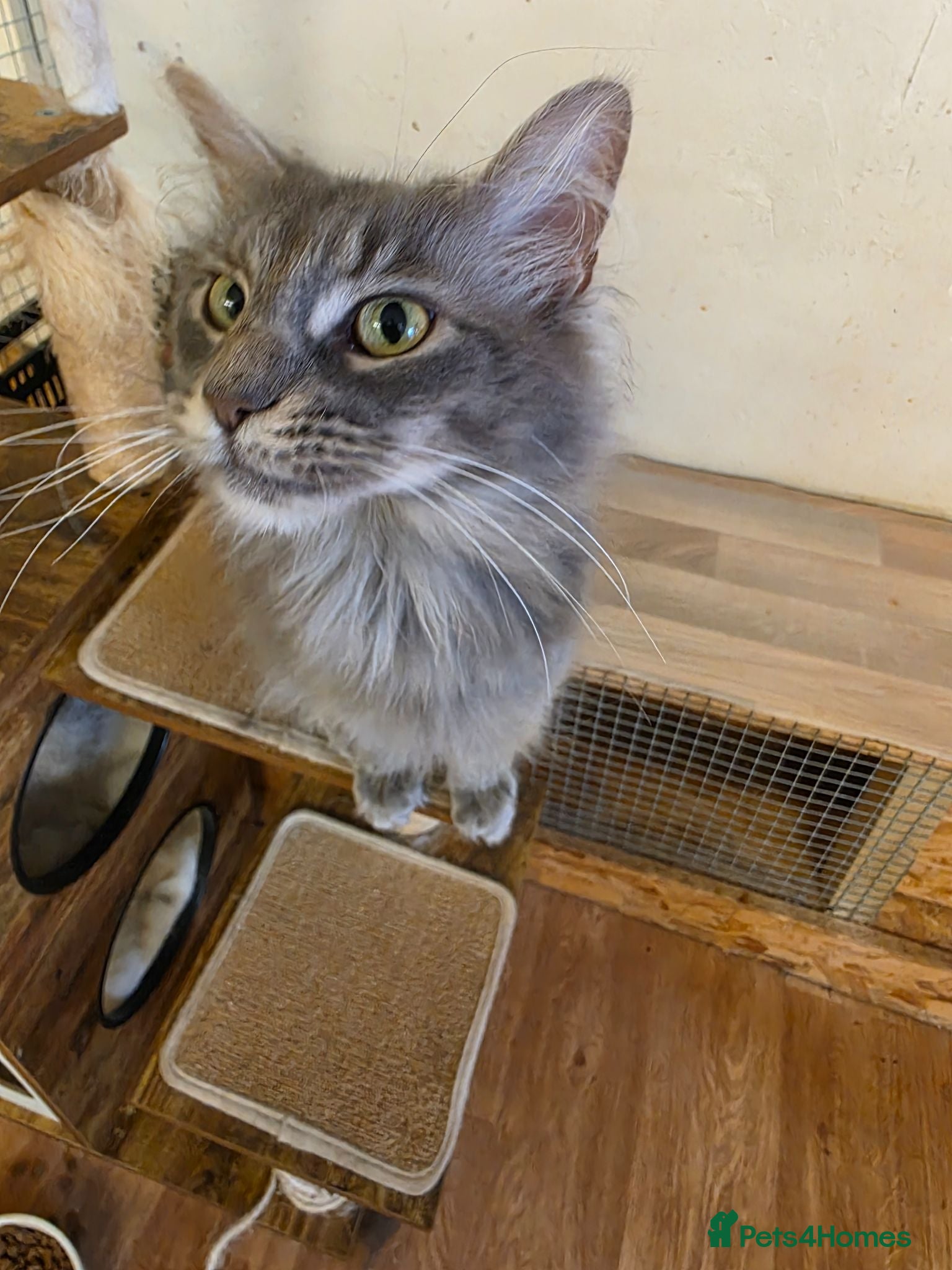 Maine Coon cats 2 adult female maine coon cats  - Advert 2