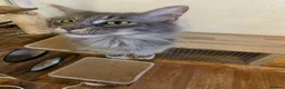 Maine Coon cats for sale: 2 adult female maine coon cats  in Exeter - Advert 2