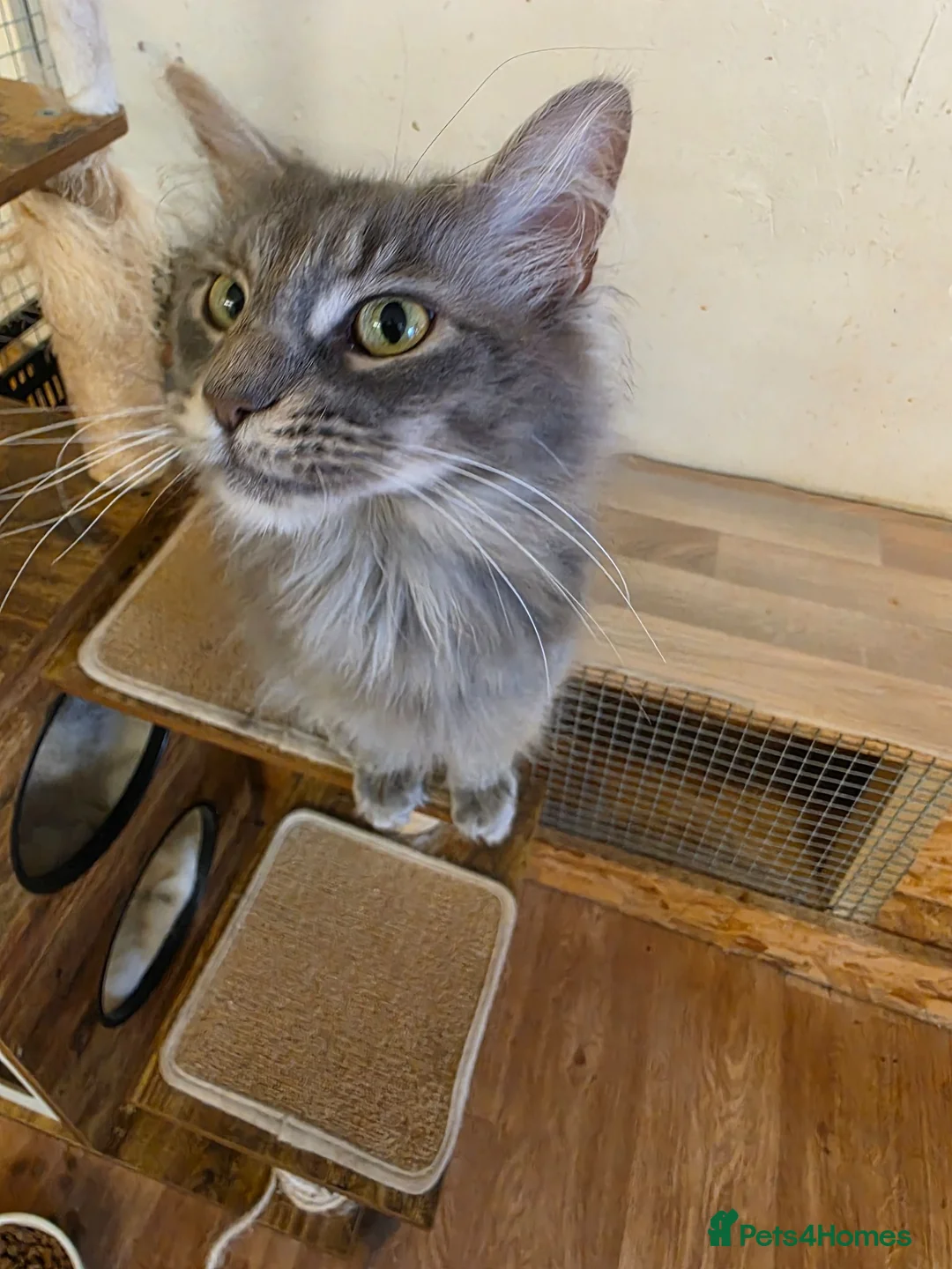 Maine Coon cats for sale: 2 adult female maine coon cats  in Exeter - Advert 2
