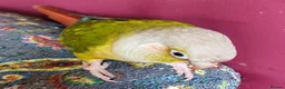 Conures birds for sale: Male Conure  in Norwich - Advert 5