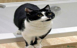 Mixed Breed cats for adoption: ENZO. - Image 1