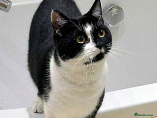 Mixed Breed cats - Advert 3