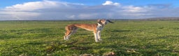 Saluki dogs for stud: KC Registered Saluki Stud in Liskeard - Advert 6