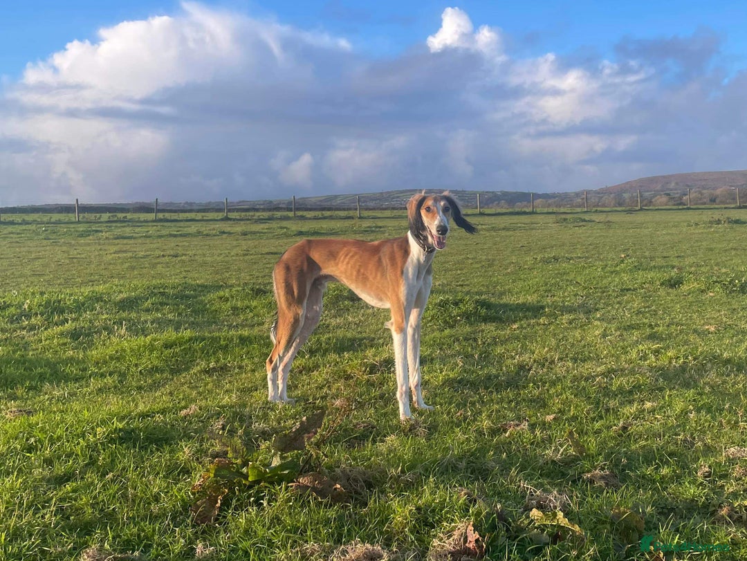 Saluki dogs for stud: KC Registered Saluki Stud in Liskeard - Advert 6