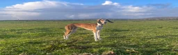 Saluki dogs for stud: KC Registered Saluki Stud - Advert 6
