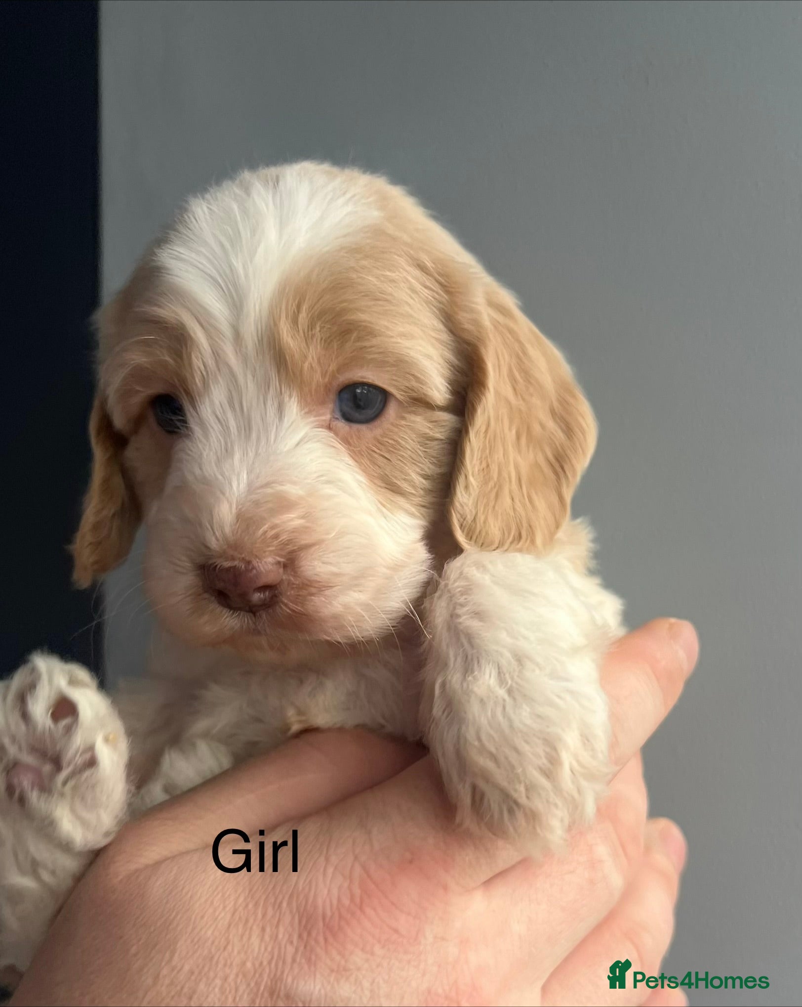 Sproodle dogs 🐶💕Adorable Sprockerpoo Puppies🐶💕 - Advert 1