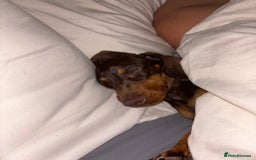 Miniature Dachshund dogs for sale: Chocolate & Tan Mini Dachshund  - Image 6