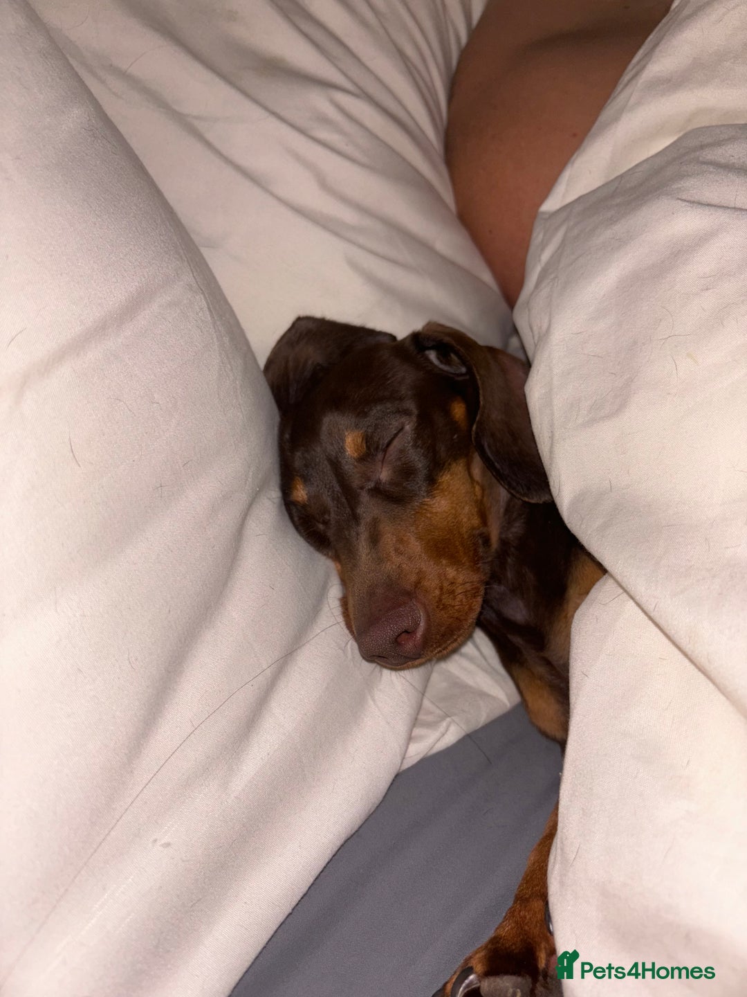 Miniature Dachshund dogs for sale: Chocolate & Tan Mini Dachshund  - Image 6