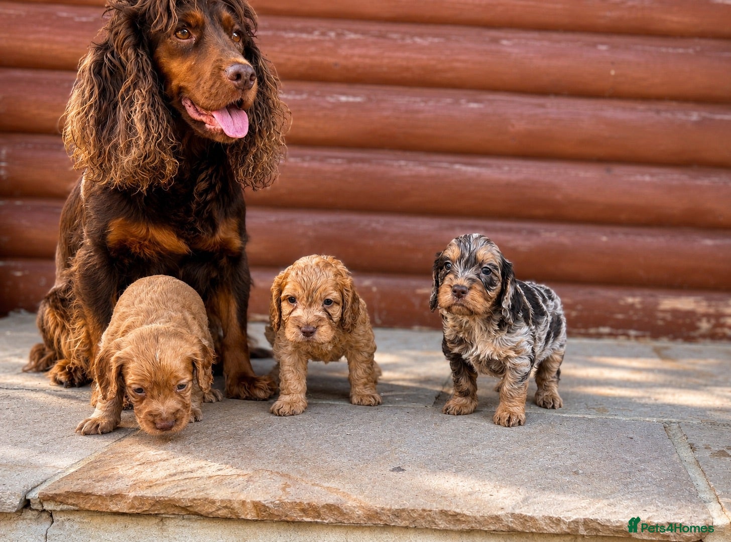 Cocker Spaniel dogs Stunning cocker spaniel puppies  - Advert 5
