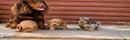 Cocker Spaniel dogs for sale: Stunning cocker spaniel puppies  - Advert 1