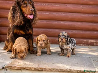 Cocker Spaniel dogs Stunning cocker spaniel puppies - Advert 10