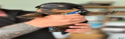 Rottweiler dogs for sale: Stunning Rottweiler Puppies  - Advert 12