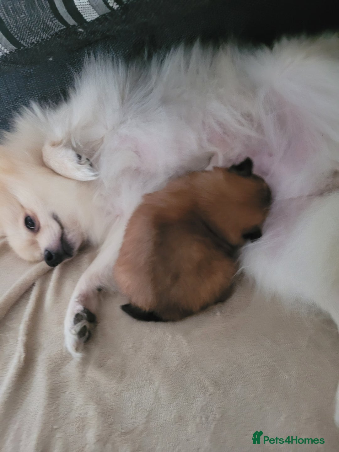 Mixed Breed dogs for sale: Little boy paparainion 🥰 - Image 6